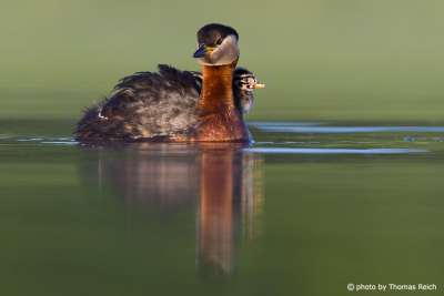 Red-necked Grebe mother and baby