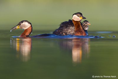 Red-necked Grebe family with chick