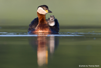 Red-necked Grebe with chick frontal