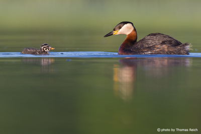 Red-necked Grebe with young chick