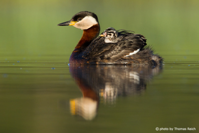 Red-necked Grebe with fledgling on back