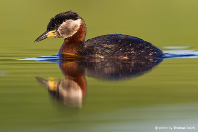 Red-necked Grebe is reflected on the surface of the water