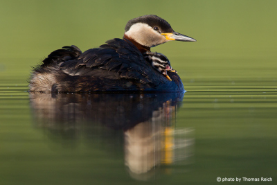 Red-necked Grebe with small chick
