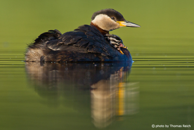 Red-necked Grebe with calling chick