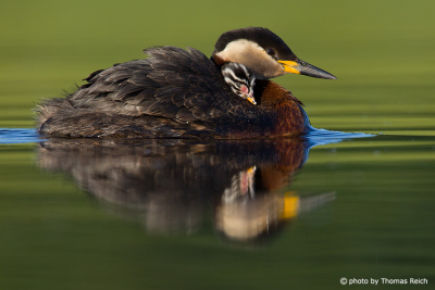 Red-necked Grebe with hatchling