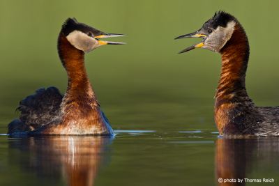 Mating Red-necked Grebes