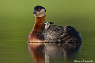 Red-necked Grebe with with black and white striped chick