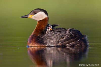 Red-necked Grebe with chick in feathers