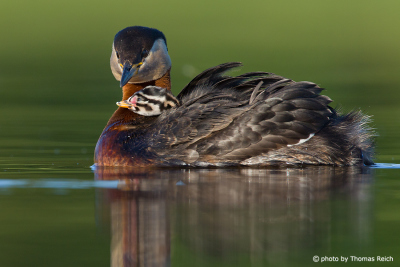 Red-necked Grebe with black and white striped chick on the back