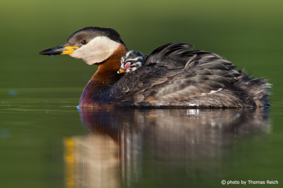 Red-necked Grebe with black and white striped chick