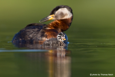 Red-necked Grebe with fledgling
