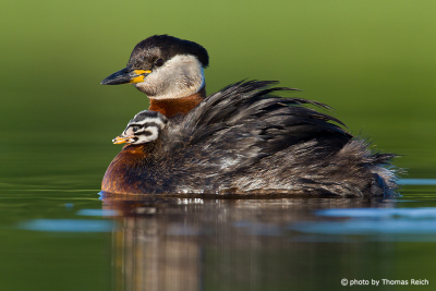 Red-necked Grebe with fledgling in plumage