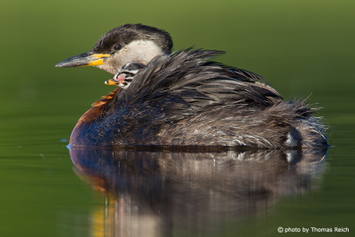 Red-necked Grebe with baby between feathers