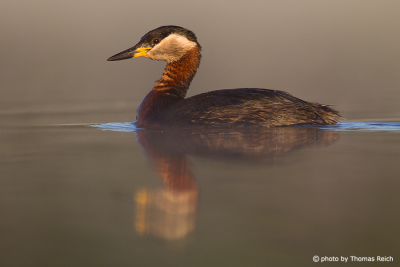 Wet plumage of the Red-necked Grebe