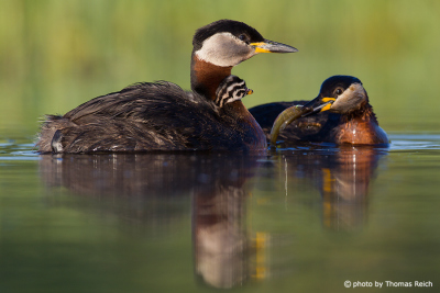 Red-necked Grebes feeding fledgling