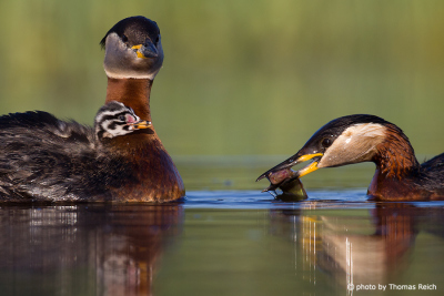Red-necked Grebe family