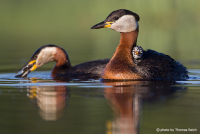 Red-necked Grebe family in the lake