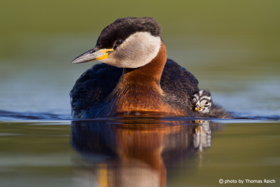 Adult Red-necked Grebe and chick
