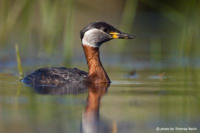 Swimming Red-necked Grebe in the reeds