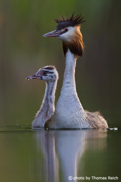 Great Crested Grebe reproduction