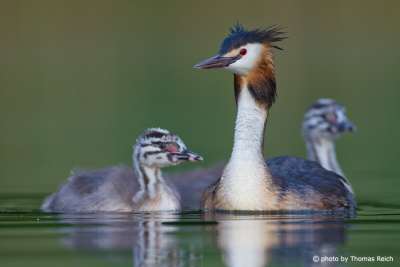 Great Crested Grebe family in the lake
