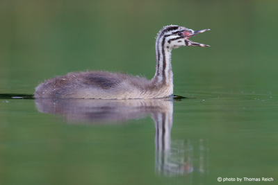 Great Crested Grebe begs for food