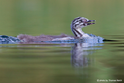Young Great Crested Grebe calling
