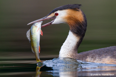 Great Crested Grebe eats freshwater fish