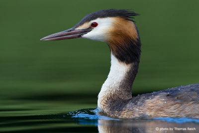 Great Crested Grebe eyes