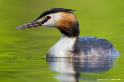 Great Crested Grebe Distribution
