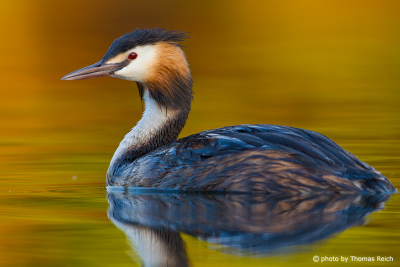 Great Crested Grebe in the morning light