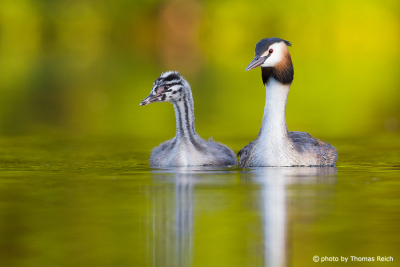 Raising young Great Crested Grebe