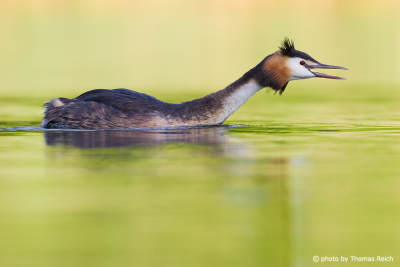 Great Crested Grebe call