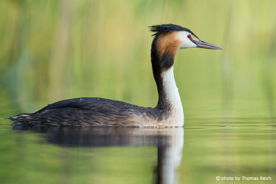 Side view Great Crested Grebe