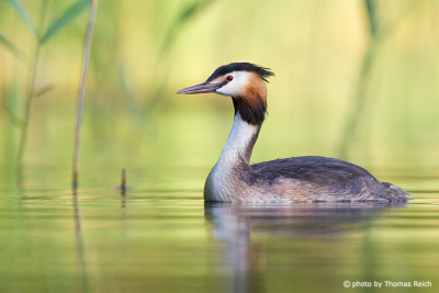 Great Crested Grebe in reeds