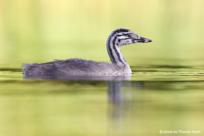 Appearance young Great Crested Grebe