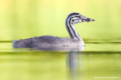 Plumage of juvenile Great Crested Grebe