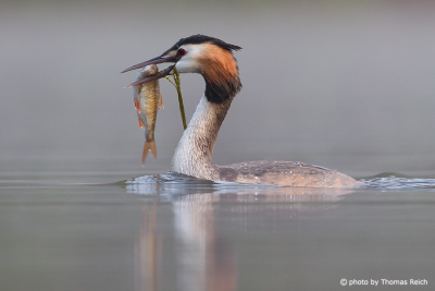 Great Crested Grebe with caught fish