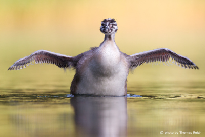 Young Great Crested Grebe spreads wings