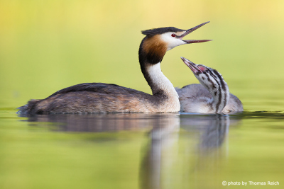 Adult Great Crested Grebe with hungry chick
