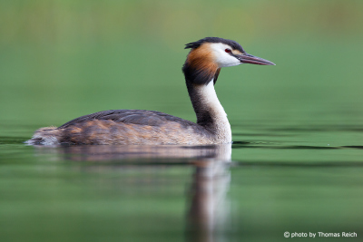 Great Crested Grebe breeding plumage