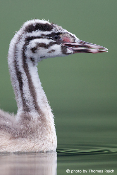 Young Great Crested Grebe profile view