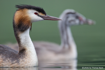 Great Crested Grebe in germany