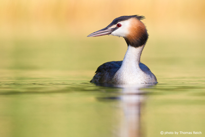 Adult Great Crested Grebe on the lake