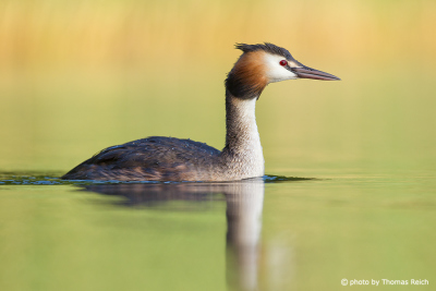 Great Crested Grebe swimms in the lake