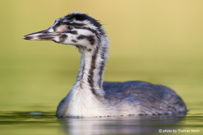 Young Great Crested Grebe bird