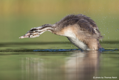 Juvenile Great Crested Grebe stretching