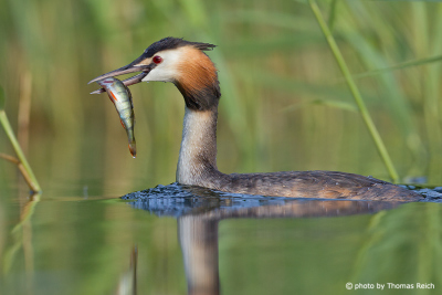 Great crested grebe with captured fish