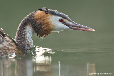 Great Crested Grebe after diving