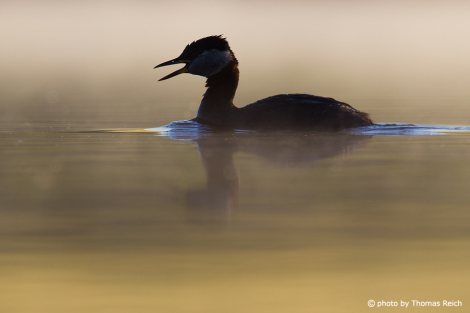 Red-necked Grebe call in the morning fog